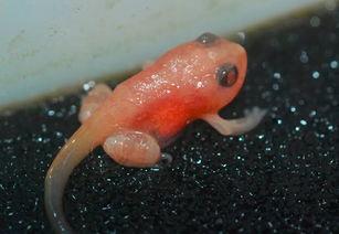 国产蝌蚪网,探索创新科技，引领未来生活新潮流